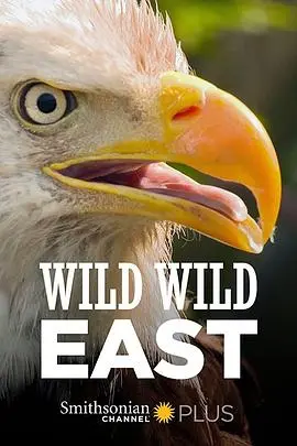 《狂野东部》：一场荷尔蒙爆表的西部冒险，带你感受狂野不羁的侠义江湖！