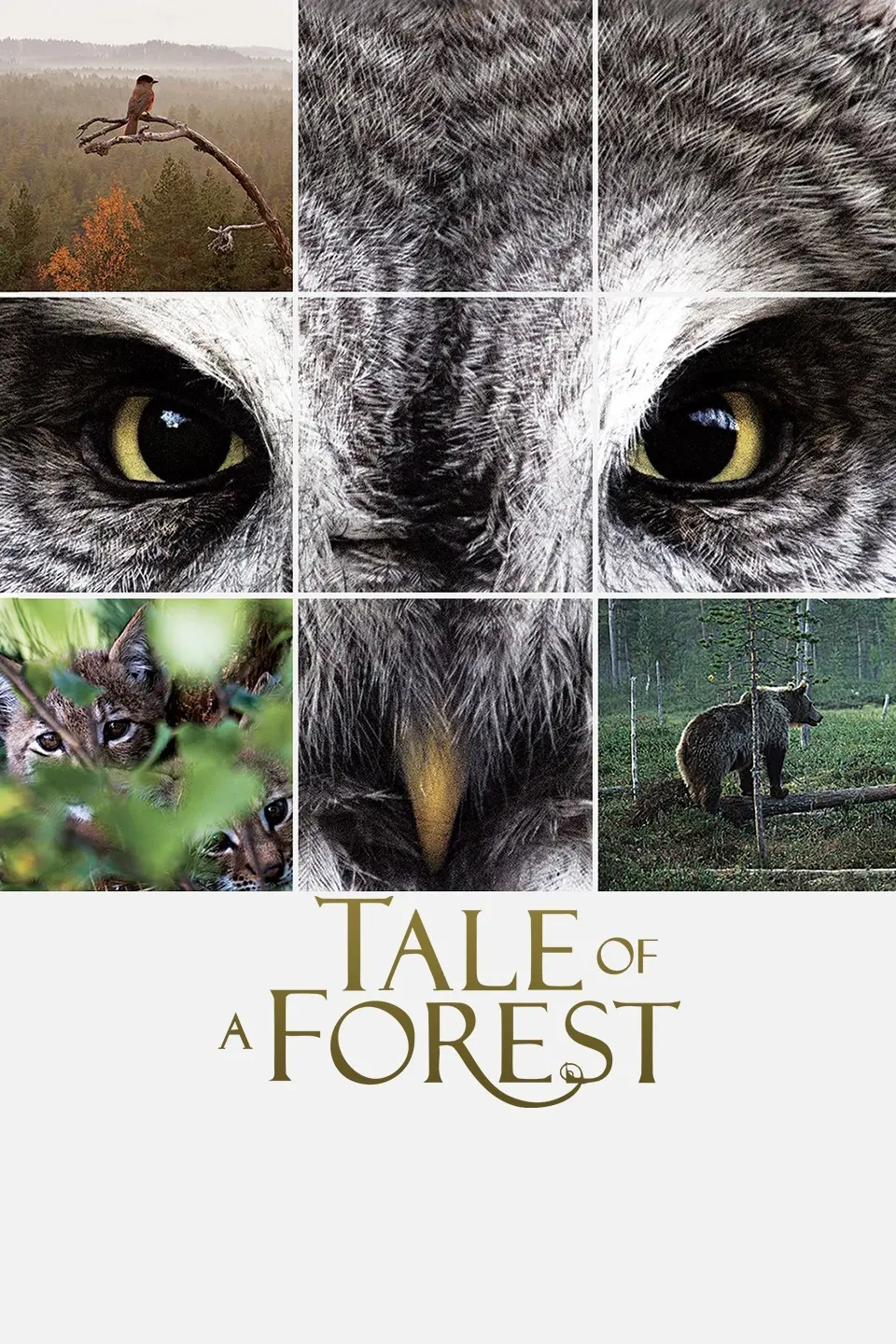 《森之传说》：迷雾笼罩的森林，隐藏着怎样的悬疑真相？一部颠覆认知的Cult片！